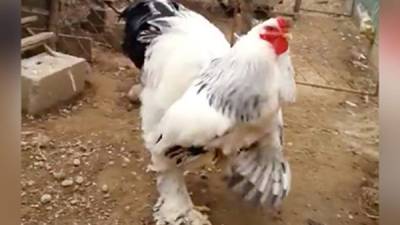 El video del pollo gigante que 'asusta' en redes, es real.