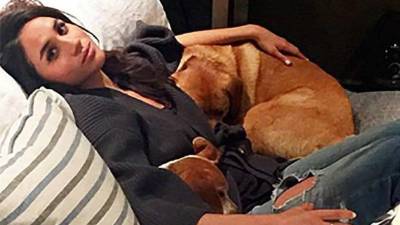 El canino de 11 kilos se unirá a la corte inglesa cuando su dueña, Meghan Markle, se case el sábado con el príncipe Harry, después de haber estado cerca de ser sacrificado en 2015 cuando fue abandonado en un bosque de Kentucky.