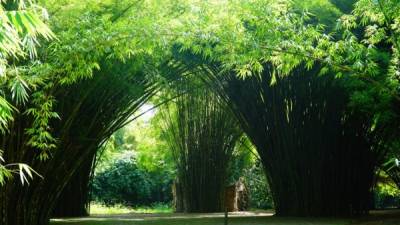 El Jardín Botánico Lancetilla fue reconocido en 2006, 2007 y 2008 como la mejor área protegida manejada en Honduras.