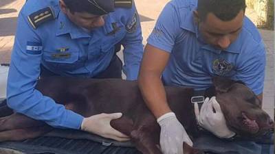 Agentes policiales cargaron al canino hasta la camilla del hospital veterinario.