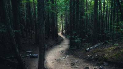 Hasta ahora, el título del bosque fósil más antiguo lo ostentaba un sitio en Gilboa.