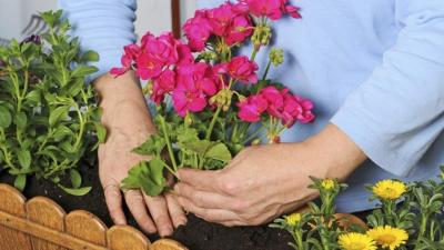 Los geranios alejan mosquitos y otros insectos.