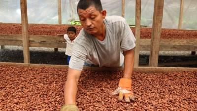 Un hombre trabaja en la fermentación de cacao. Este producto tiene alto potencial de exportación.