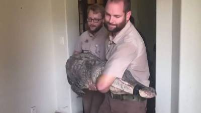 El reptil medía casi tres metros.