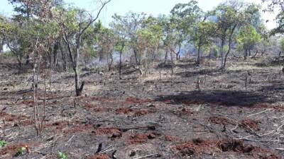 Areas deforestadas por los acusados.