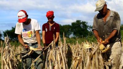 Los productores de maíz, frijoles y arroz de Olancho desistieron de sembrar por la prolongación de la canícula. Foto: Franklin Muñoz
