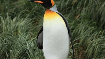 De milagro se salvó el animal que estaba empapado de petróleo.