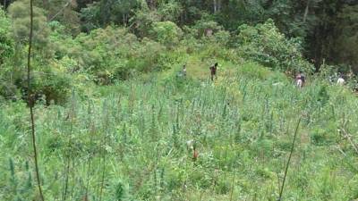 Luego de su hallazgo, las autoridades procedieron a su destrucción.