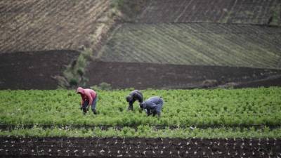 Campesinos trabajan en sus parcelas en la zona de Tierra Blanca de Cartago al este de San José (Costa Rica).