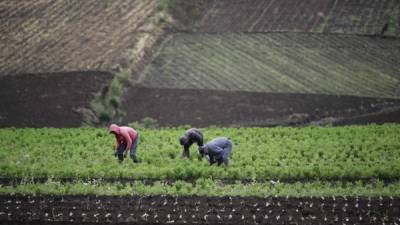 Campesinos trabajan en sus parcelas en la zona de Tierra Blanca de Cartago al este de San José (Costa Rica).