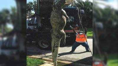 El Departamento del Transporte compartió la imagen del animal en Facebook.