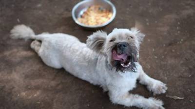 'Panchito' descansa después de comer el banquete navideño preparado por la Organización Nicaragüense Ambiental para mascotas rescatadas (Foto EFE).