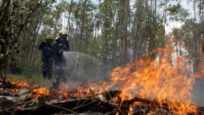 Los incendios forestales incrementan en temporada de verano, dicen autoridades.