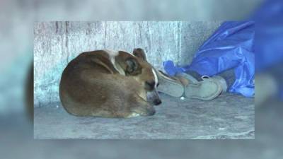 El cuerpo del indigente fue localizado en una calle mexicana, su perro se quedó cuidando el cadáver.