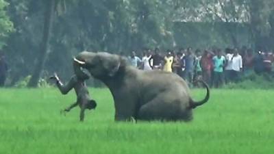 Uno de los elefantes atacando a una persona.