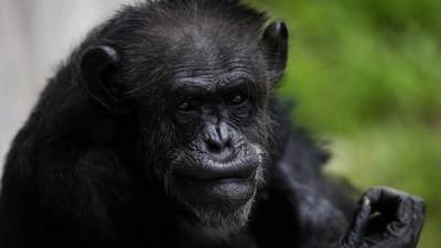 Los chimpancés transmiten su aprendizaje y tienen un gran sentido del ritmo.