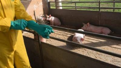 La peste porcina es una enfermedad hemorrágica que afecta a cerdos domésticos y silvestres. Foto de Istock