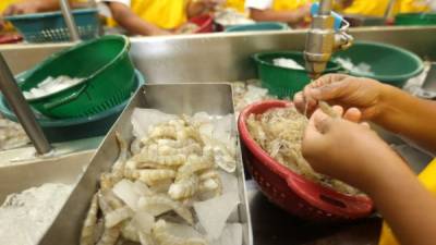 La exportación de camarón en Honduras sigue por buen paso.
