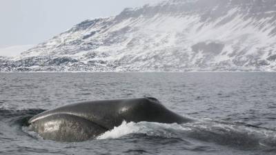 La ballena boreal es el mamífero más longevo.