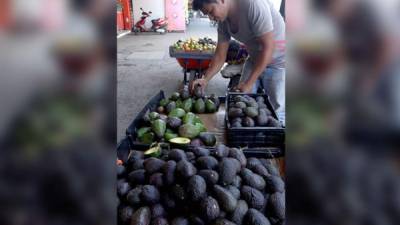 Un vendedor acomoda diferentes variedades de aguacate en un puesto del mercado Dandy. Foto: Amílcar Izaguirre