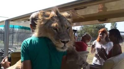 El video viral del 'cariñoso león' causó sorpresa en YouTube.