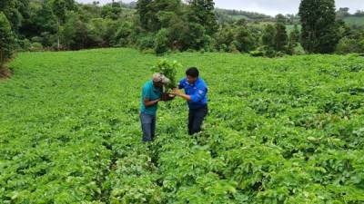 Don Carlos es un productor joven que se ha convertido en referente en la zona por el alto rendimiento de sus cultivos.