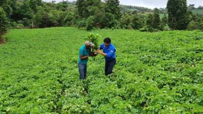 Don Carlos es un productor joven que se ha convertido en referente en la zona por el alto rendimiento de sus cultivos.