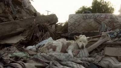 La perrita estaba sarnosa, desnutrida y abandonada en un basural.