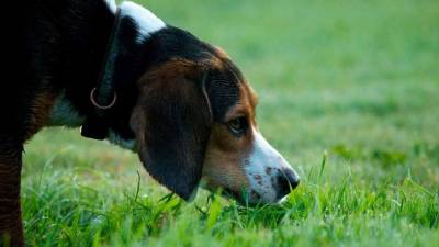 Los perros podrían revolucionar la batalla contra el nuevo coronavirus.