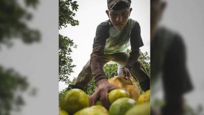 En Honduras, el proyecto HLB ha funcionado teniendo cítricos libres de la enfermedad HLB.
