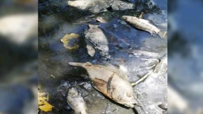 DAñO. Los peces ya muertos flotan en el agua de uno de los criques en la comunidad de Paguales de Agua Caliente, en La Masica.