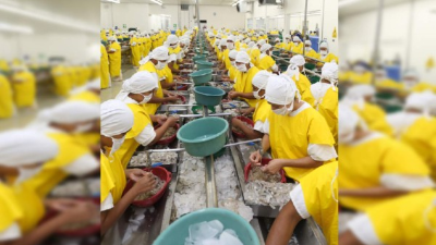 AGROINDUSTRIA. Jornada de trabajo en una camaronera al sur de Honduras.