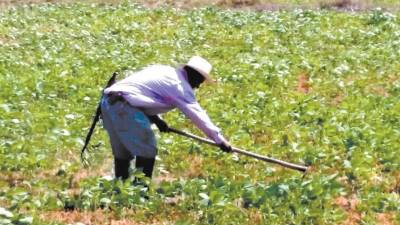 Las lluvias han favorecido los cultivos en la zona central.