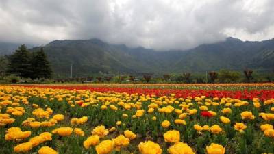 El departamento de floricultura del jardín había introducido 100.000 tulipanes más para acentuar una belleza que nadie admirará. (EFE)