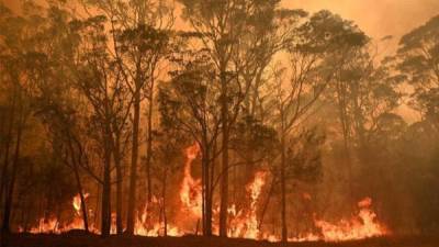 Durante el verano, Australia, propensa a los incendios forestales, experimentó una de sus peores temporadas de incendios.