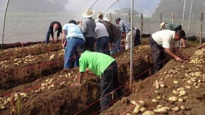 Siembra de papas bajo invernaderos en Intibucá.