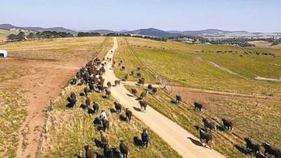 Ganaderos australianos son parte de un programa piloto que usa información recopilada por satélites de la NASA para seguir de cerca a su ganado.