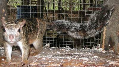 Al igual que la ardilla, otros animales terrestres y aves se encuentran en peligro de extinción en las montañas de Yoro.
