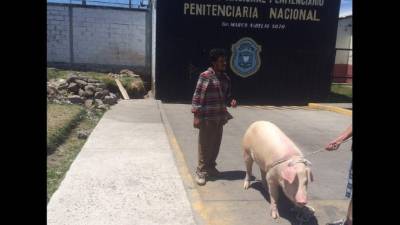 El cerdito había desarrollado una conexión con los reos, al grado que no quería irse.