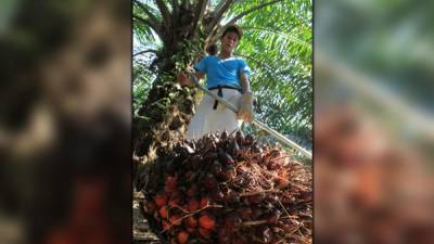Un productor trabaja en el corte de palma aceitera en las plantaciones de Grupo Jaremar en San Alejo.