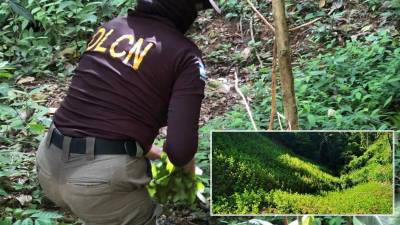 Agentes de la Dirección de Lucha Contra el Narcotráfico arradicando la plantación.