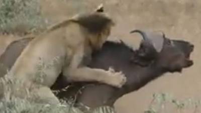 Captura de pantalla.