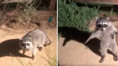 Los internautas se han enamorado de los divertidos mapaches.