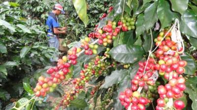 Ya comenzó la temporada de corte de café en Honduras.