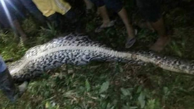 El cuerpo sin vida del hombre permaneció intacto dentro de la serpiente.