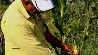 Productores reportan buena cosecha.