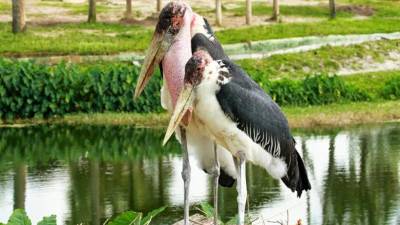 Una cigueña murió a causa del virus H5N8 de la gripe aviar.