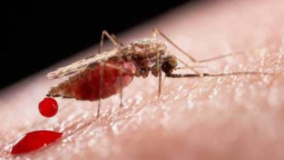 En Honduras se han reportados varios casos de zika.