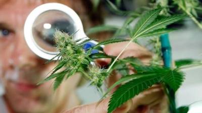 La licenciatura ya cuenta con aproximadamente una docena de estudiantes inscritos.