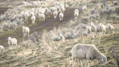El Imperial Stock Ranch, en el estado de Oregón, está entre los criadores de oveja cuyas prácticas Patagonia considera adecuadas según sus estándares de trato a los animales.